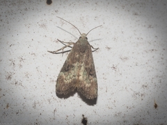 Heteromicta tripartitella