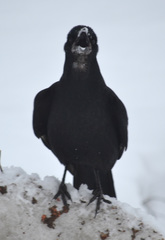 Corvus frugilegus