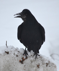 Corvus frugilegus