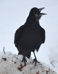 Corvus frugilegus