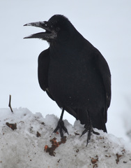 Corvus frugilegus