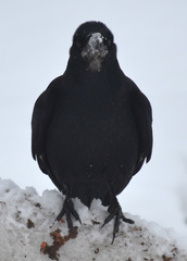 Corvus frugilegus