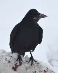 Corvus frugilegus