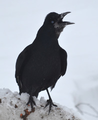 Corvus frugilegus