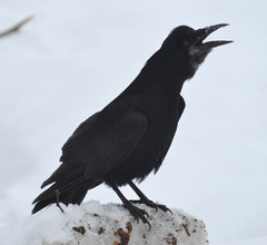 Corvus frugilegus