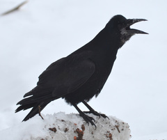 Corvus frugilegus