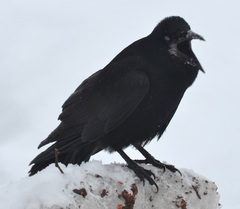 Corvus frugilegus