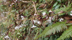 Ainsliaea macroclinidioides