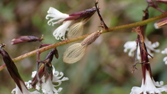 Ainsliaea macroclinidioides