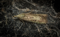 Heteromicta tripartitella