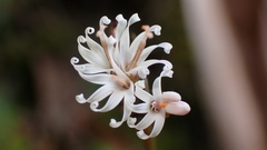 Ainsliaea macroclinidioides