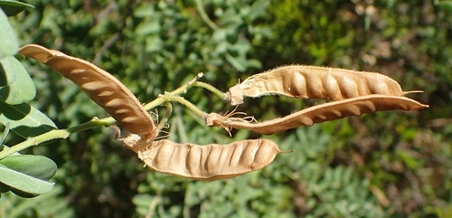 Western Wild Laburnum (Calpurnia intrusa)