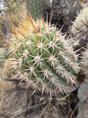 Trichocereus chiloensis chiloensis
