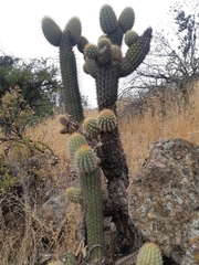 Trichocereus chiloensis chiloensis