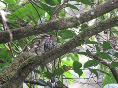 Micromonacha lanceolata