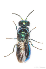 Omalus aeneus