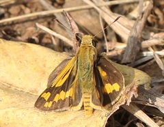 Potanthus pseudomaesa