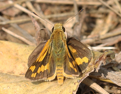 Potanthus pseudomaesa