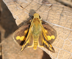 Potanthus pseudomaesa