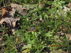 Polyommatus thersites