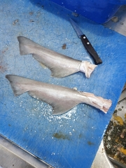 Mustelus