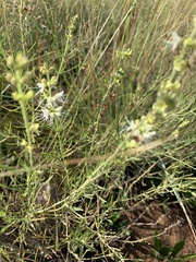 Ocimum angustifolium