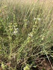 Ocimum angustifolium