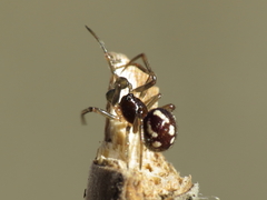Crustulina guttata