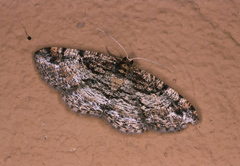 Cabera elatina