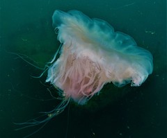 Cyanea nozakii