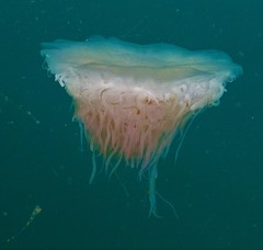Cyanea nozakii