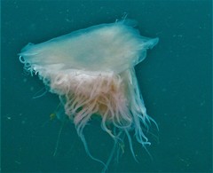 Cyanea nozakii