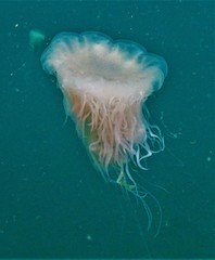 Cyanea nozakii
