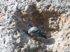 Columba livia domestica
