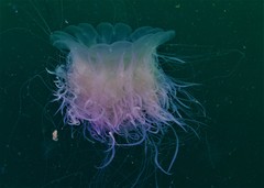 Cyanea nozakii