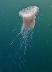 Cyanea nozakii