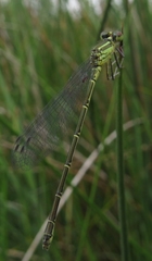 Erythromma
