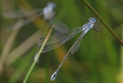 Lestes macrostigma