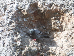 Columba livia domestica