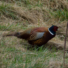 Phasianus colchicus torquatus