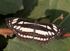 Neptis hylas varmona