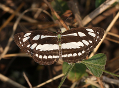 Neptis hylas varmona