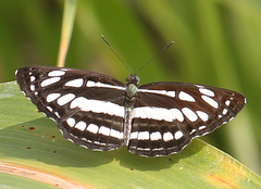Neptis hylas varmona