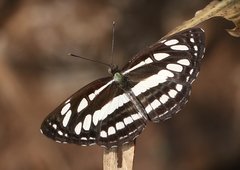 Neptis hylas varmona