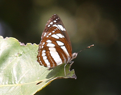 Neptis hylas varmona