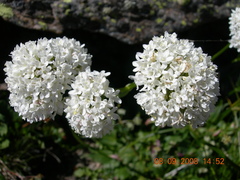 Valeriana alpestris