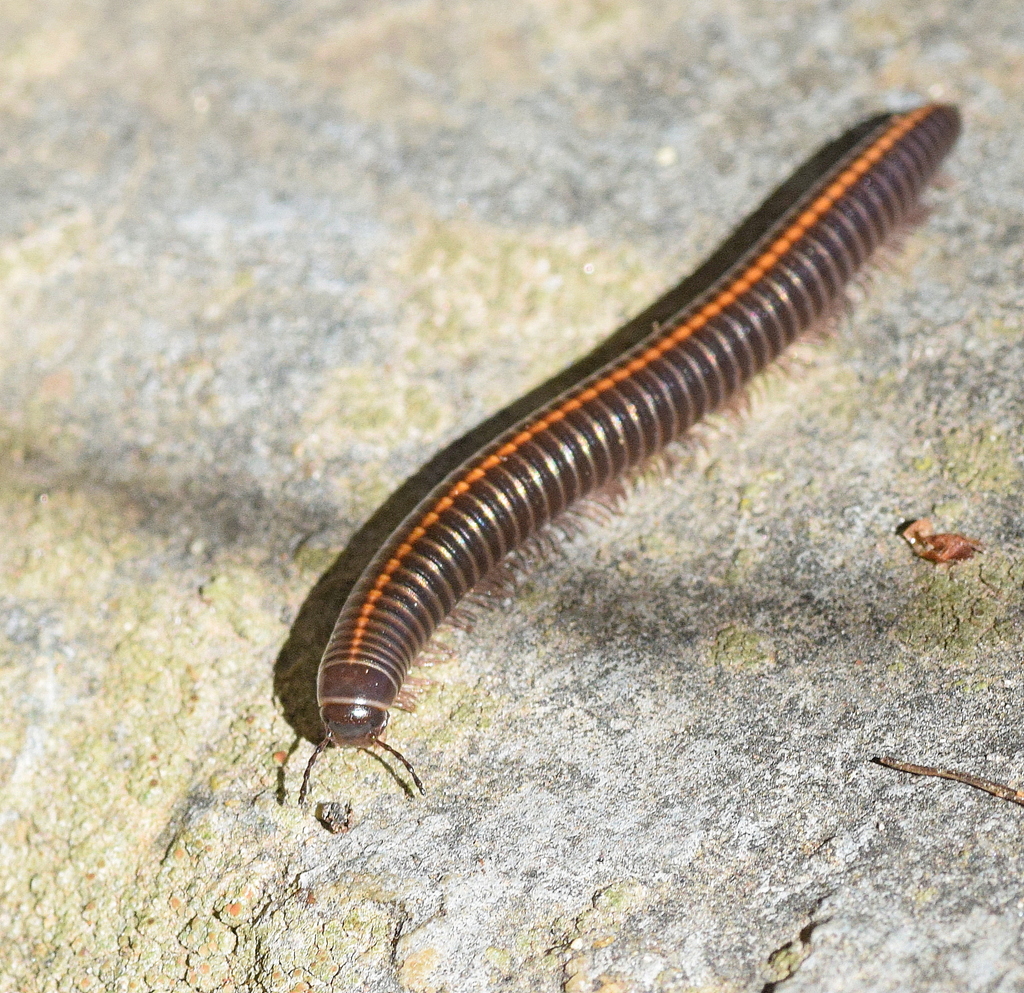Megaphyllum unilineatum