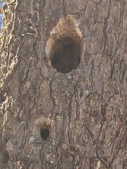 Dryocopus