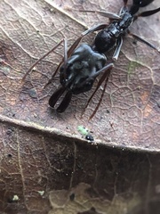 Odontomachus assiniensis