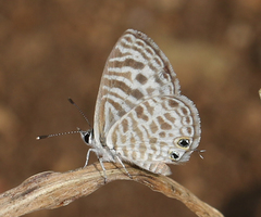 Leptotes plinius plinius